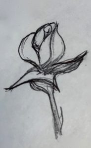 A pencil drawing of a rose, the petals loosening from the bud,  The stem was cut just below the first thorn.